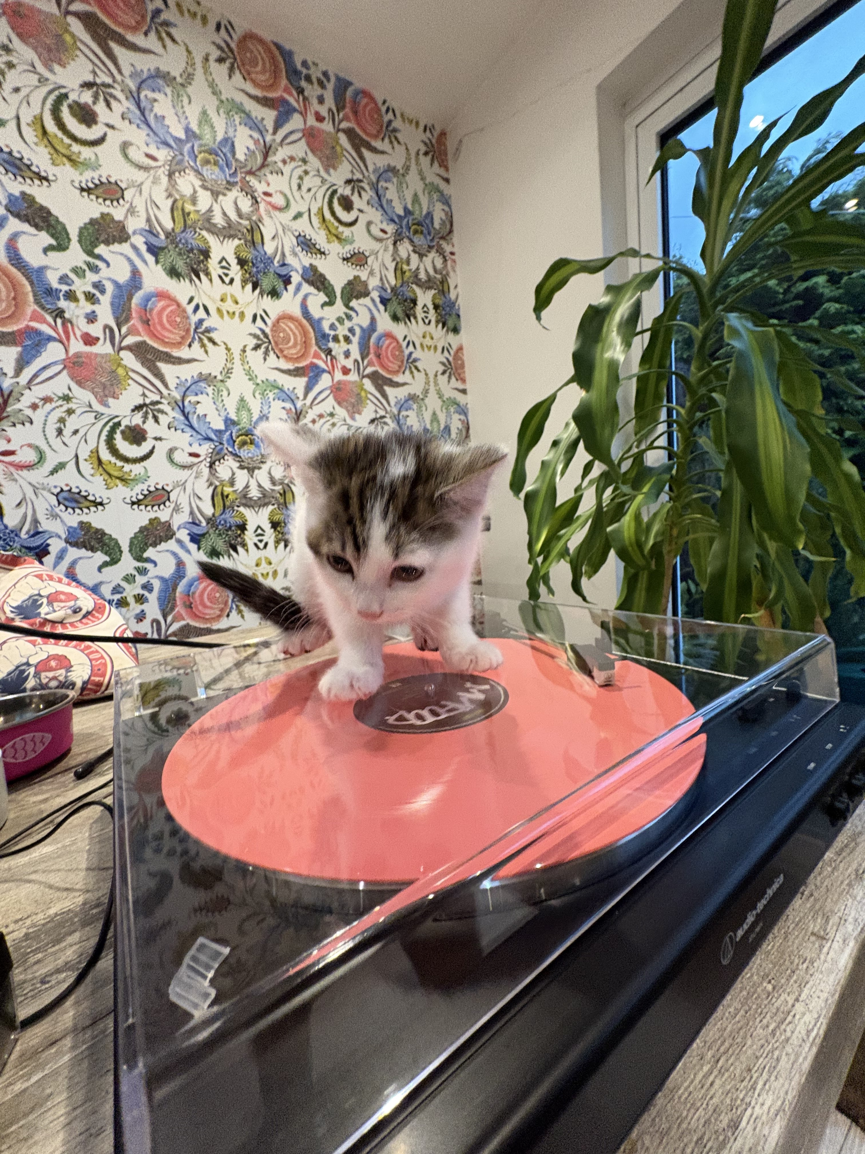 CHAPPELL ON THE RECORD PLAYER