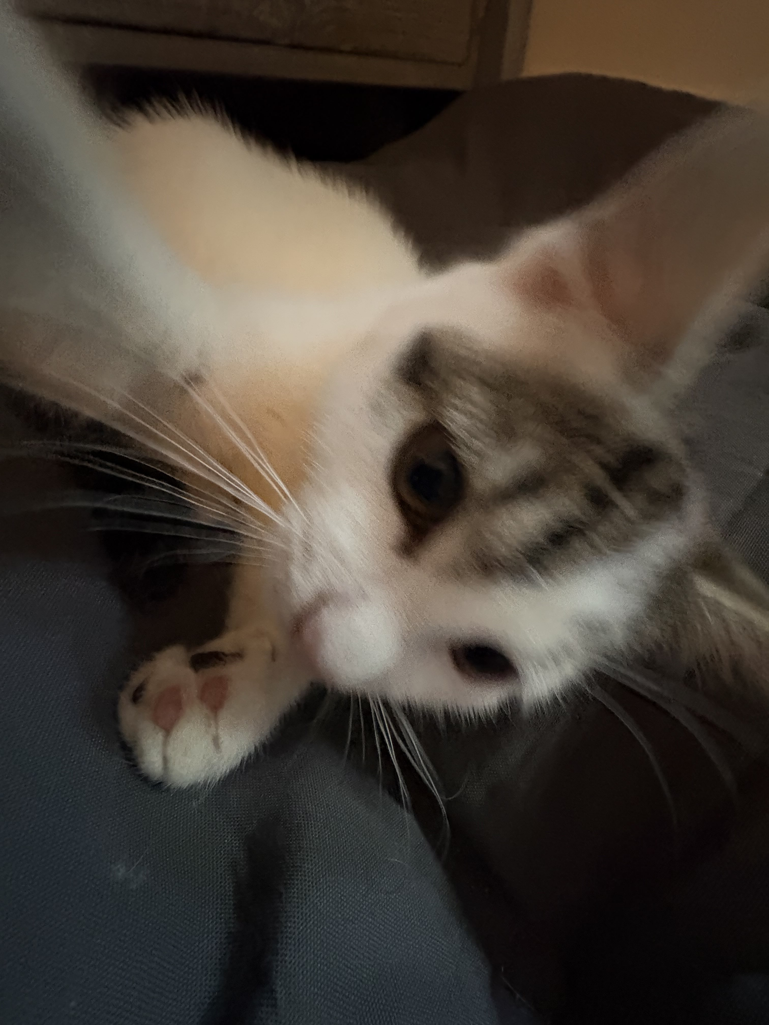 CHAPPELL GRABBING THE IPHONE